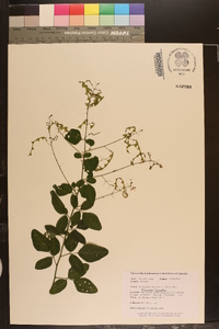 Desmodium canescens image