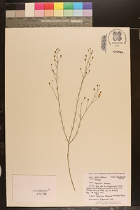 Agalinis setacea image