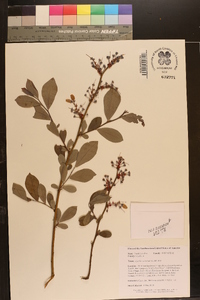 Lyonia mariana image