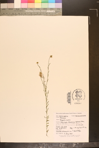 Polygala curtissii image