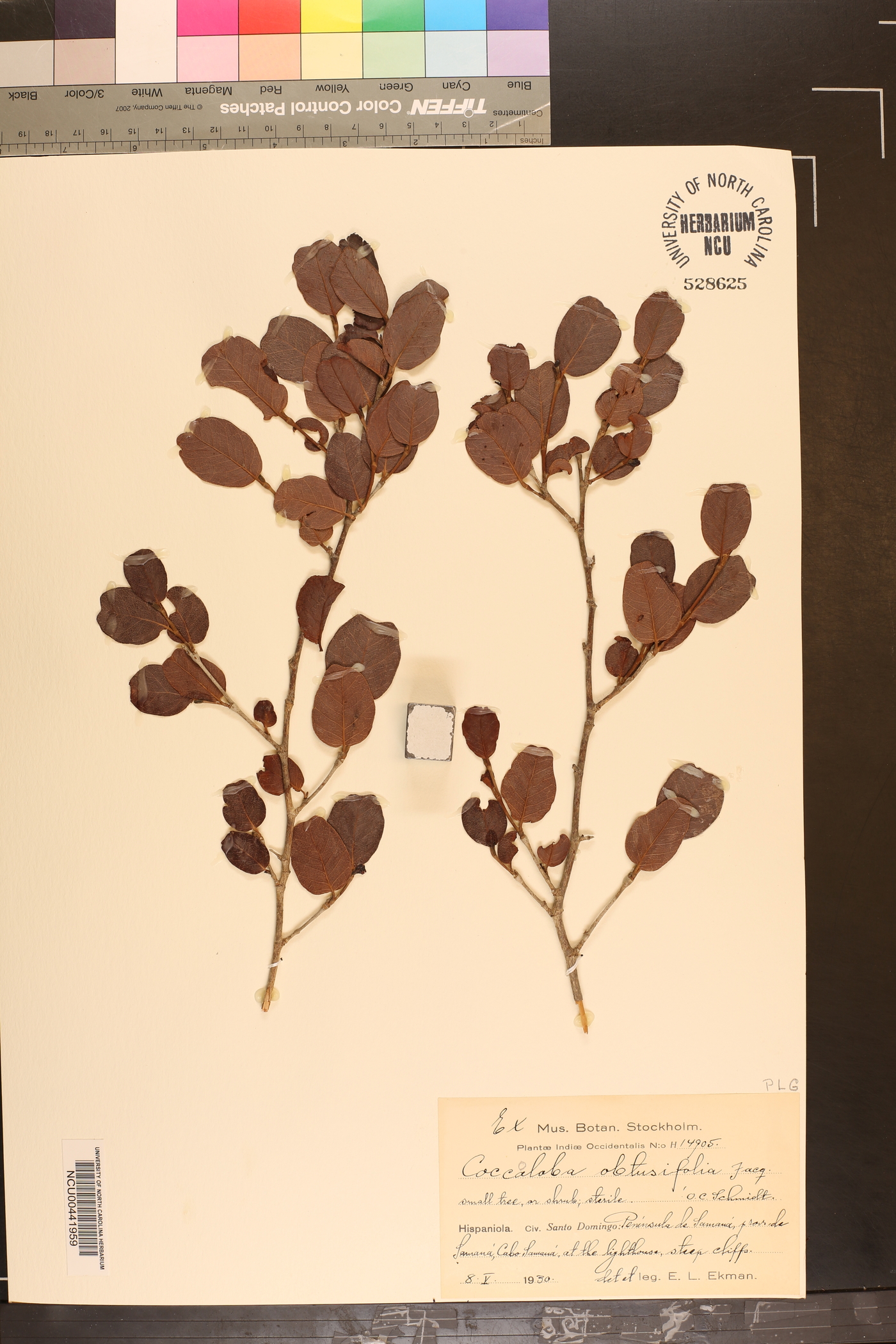 Coccoloba obtusifolia image
