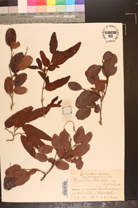Coccoloba obtusifolia image