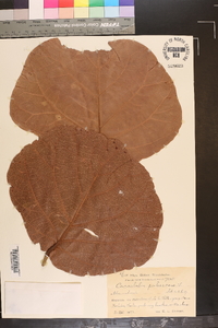 Coccoloba pubescens image