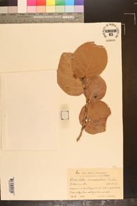 Coccoloba costata image