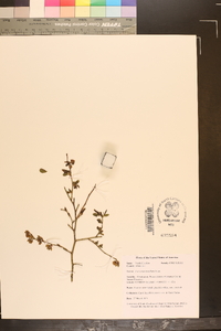 Vaccinium tenellum image