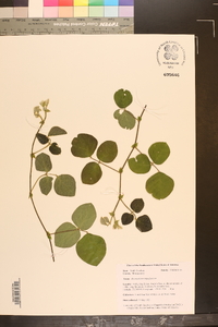 Desmodium rotundifolium image