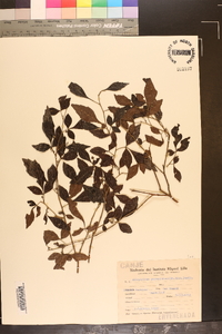 Allophylus guaraniticus image