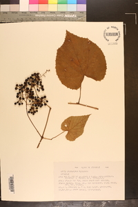 Vitis bourgaeana image