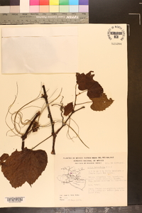 Vitis tiliifolia image