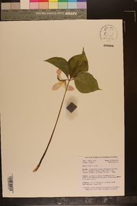 Trillium catesbaei image