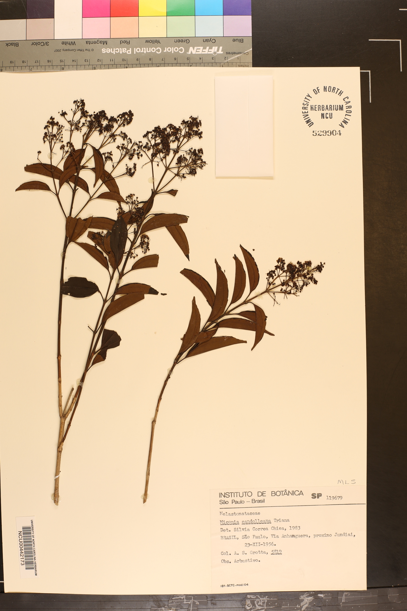 Miconia candolleana image