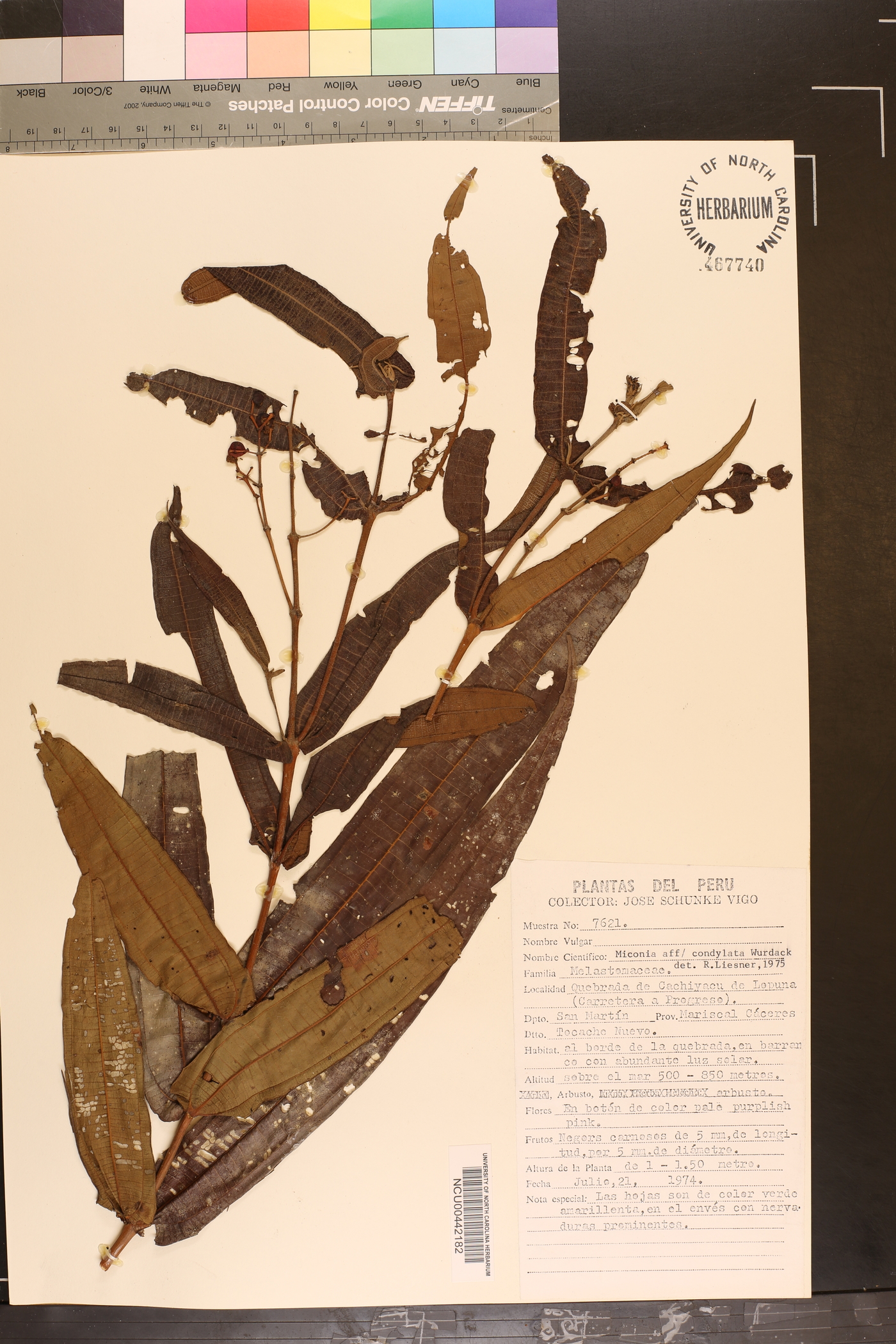 Miconia condylata image