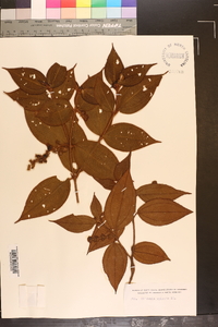Clidemia spicata image
