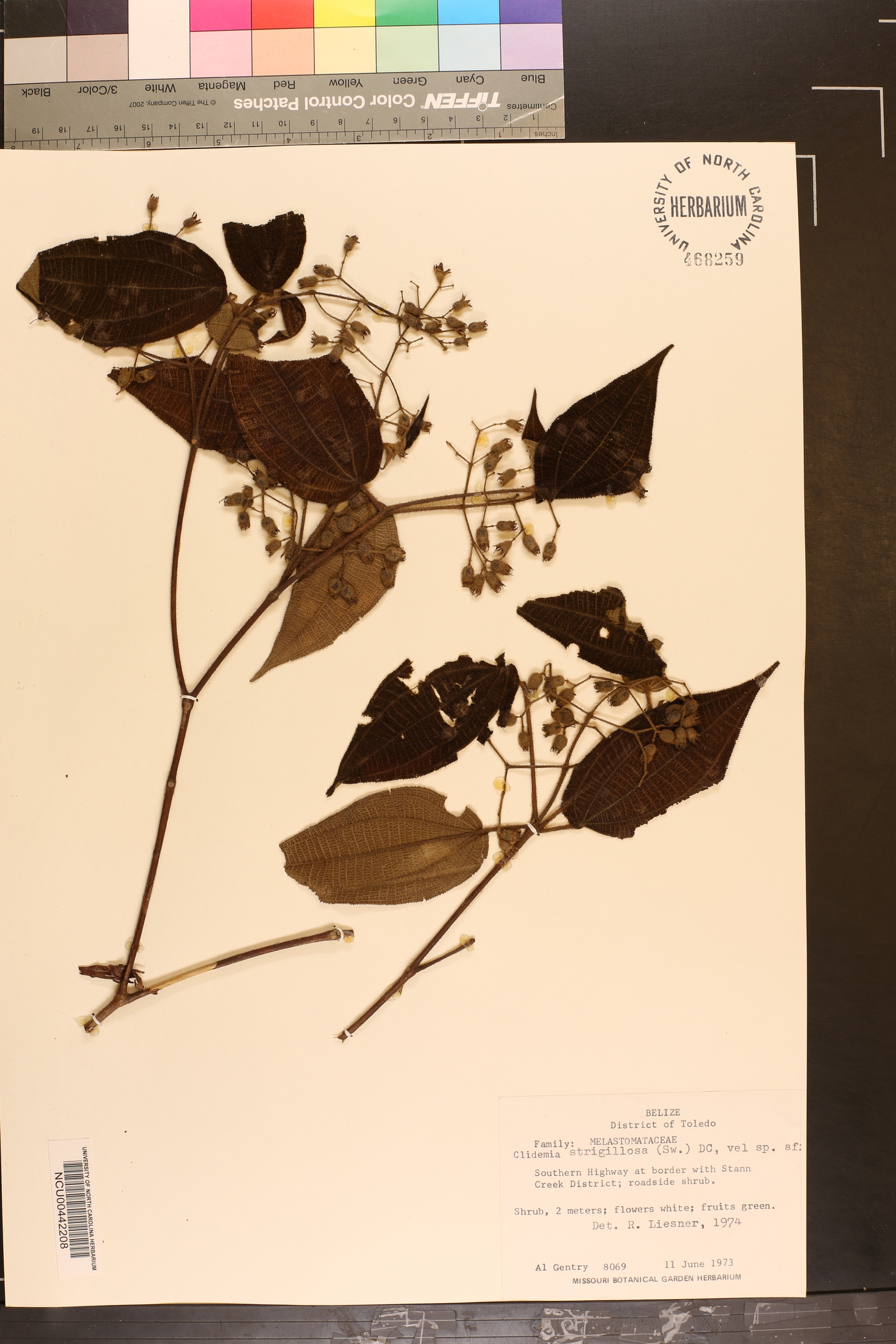 Clidemia strigillosa image