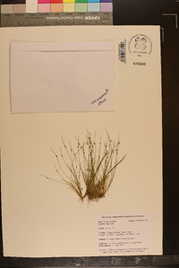 Isolepis carinata image