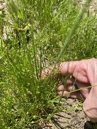 Isolepis carinata image