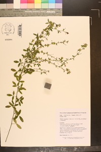 Lespedeza × brittonii image