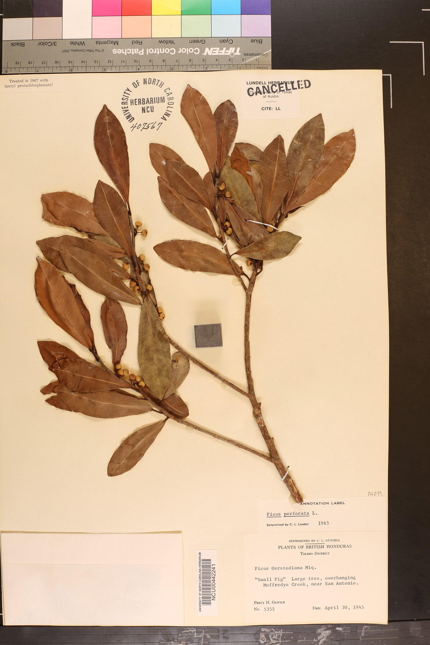 Ficus perforata image