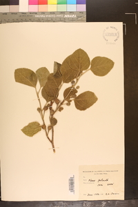 Ficus palmata image