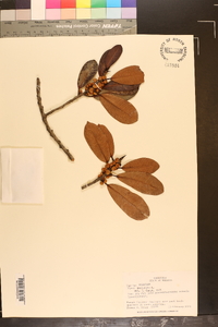 Ficus perforata image