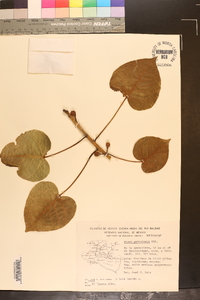 Ficus petiolaris image