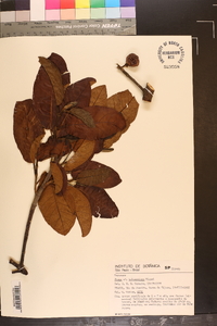 Image of Ficus holosericea