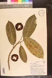 Ficus insipida image