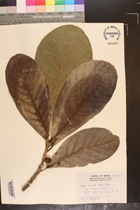 Image of Ficus involuta