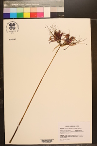 Lycoris radiata image