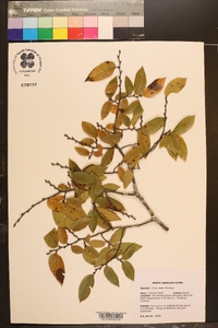 Ulmus alata image