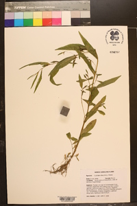 Ludwigia decurrens image