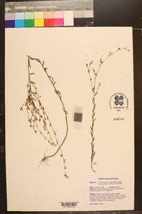 Linum medium var. texanum image