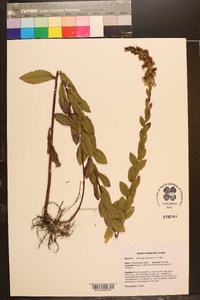 Solidago fistulosa image