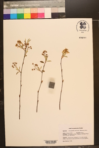 Amelanchier obovalis image