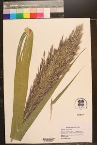 Arundo donax image