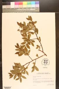 Vaccinium simulatum image