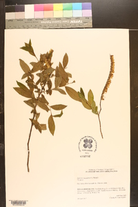 Eubotrys racemosa image