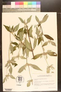 Pycnanthemum albescens image