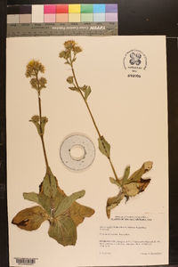 Arnica acaulis image