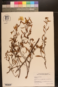 Oenothera riparia image