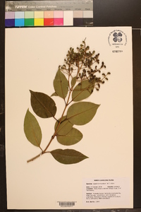 Ligustrum lucidum image