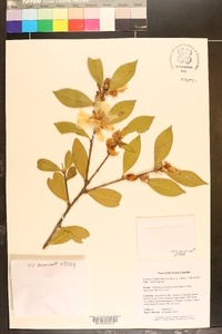 Image of Camellia brevistyla