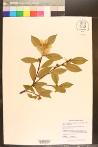 Camellia brevistyla image