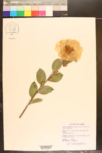 Camellia sasanqua image