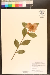 Camellia sasanqua image