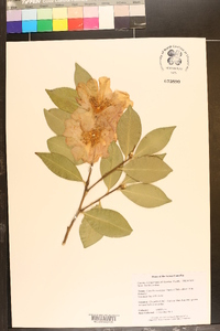Camellia sasanqua image