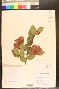 Camellia sasanqua image