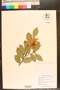 Camellia sasanqua image