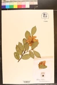 Camellia sasanqua image