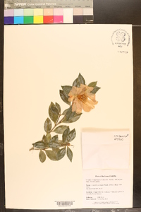 Camellia sasanqua image